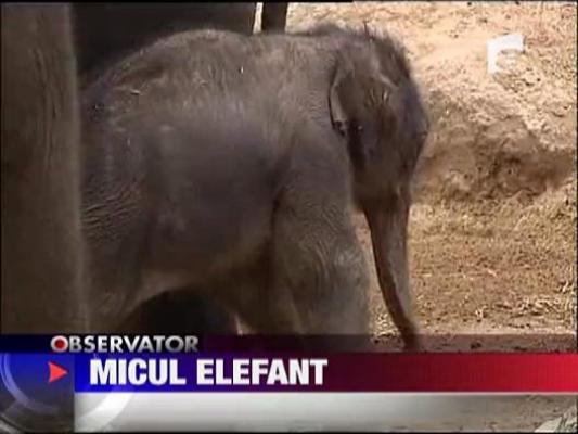 Micul elefant