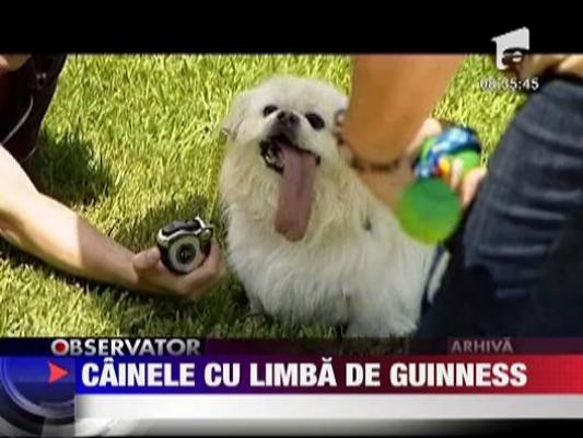 Cainele cu limba de Guinness