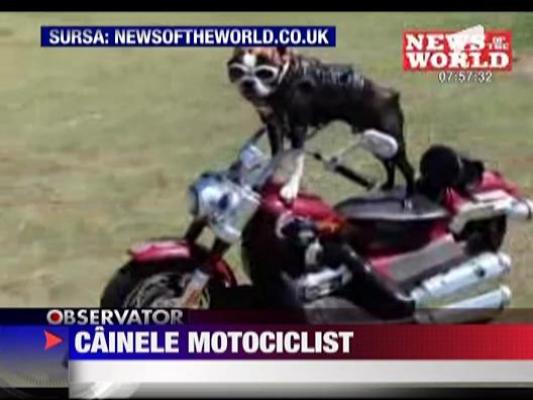 Cainele motociclist