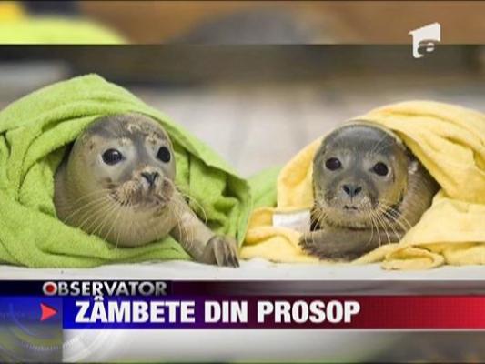 Zambete din prosop