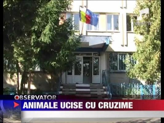 Animale ucise cu cruzime