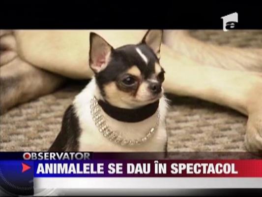 Alegere din joaca! Animale de companie