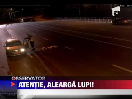 Lupii de pe autostrada