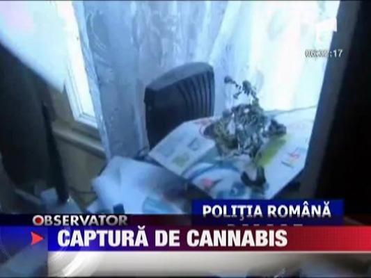 Captura de cannabis