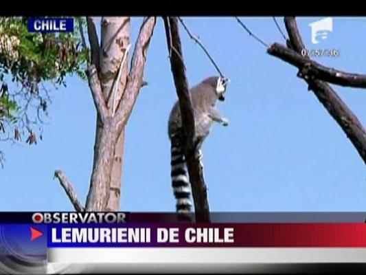 Lemurienii de Chile