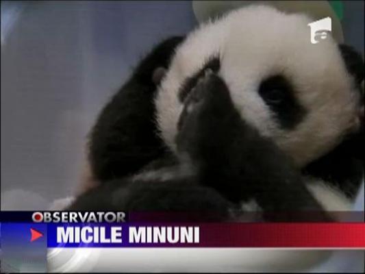 Micile minuni panda