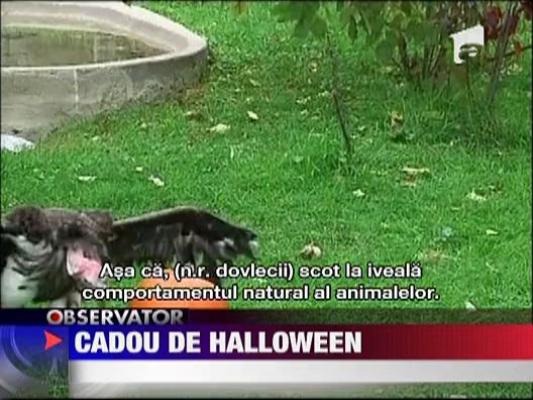 Cadou de Halloween pentru animale