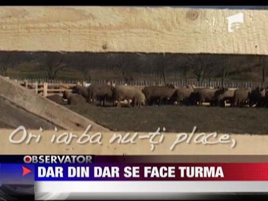 Dar din dar se face turma
