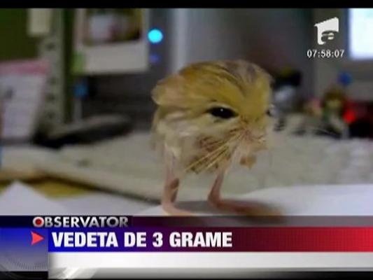 Un animal de numai 3 grame