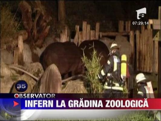 Infern la o gradina zoologica din Germania