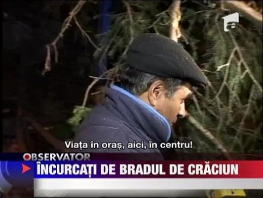 Sibienii, incurcati de bradul de Craciun