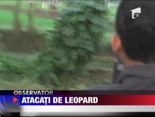 Atacati de leopard