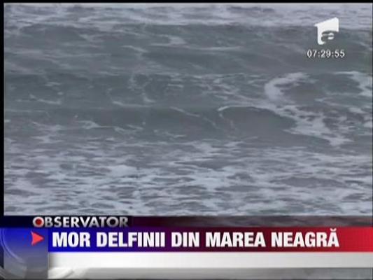 Mor delfinii din Marea Neagra