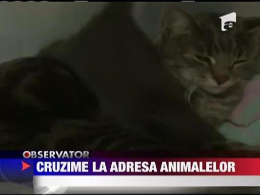 Cruzime la adresa animalelor