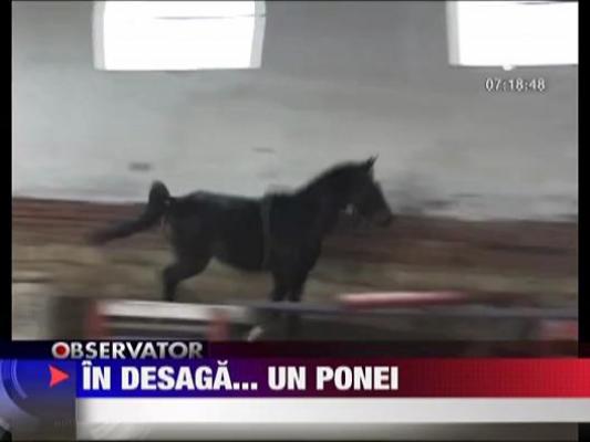 Mos Craciun poate aduce in desaga... un ponei