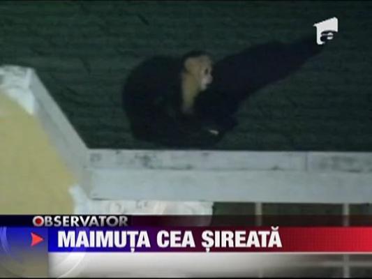 Maimuta cea sireata