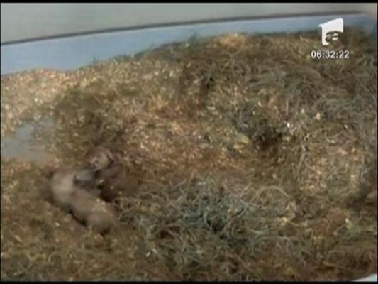 Gradina zoologica din Washington are doua noi vedete