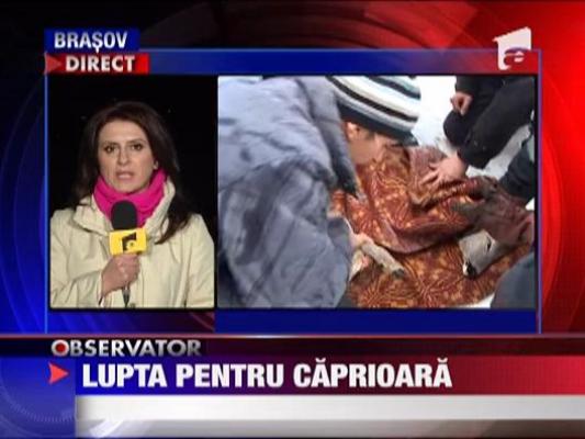 Lupta cu final trist pentru caprioara din Sinaia