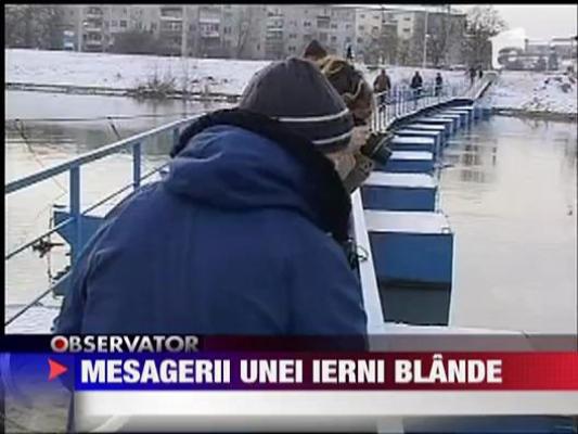 Lebedele, mesagerii unei ierni blande