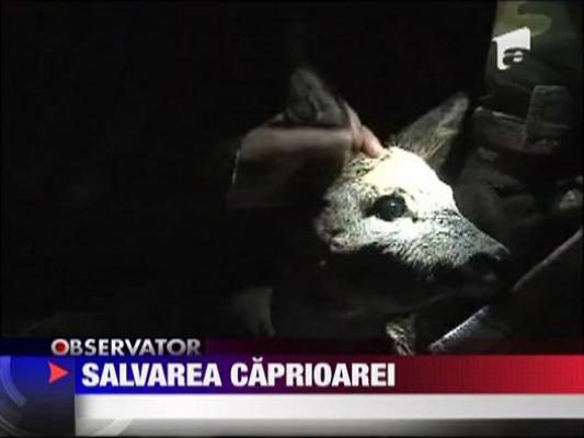 Caprioara salvata din Marea Baltica