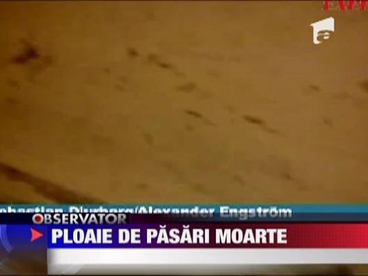 Ploaie de pasari moarte