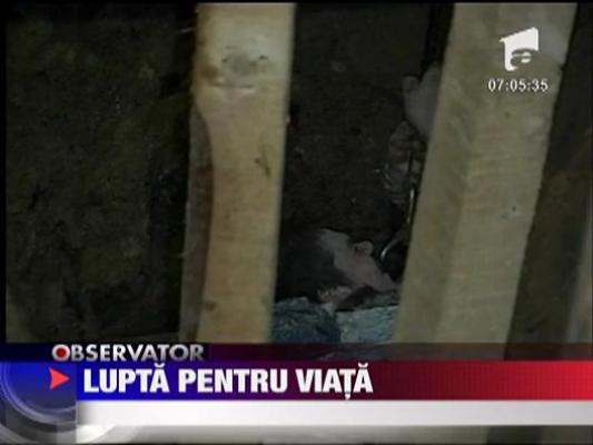 Un tanar a fost prins sub un mal de pamant, la Iasi