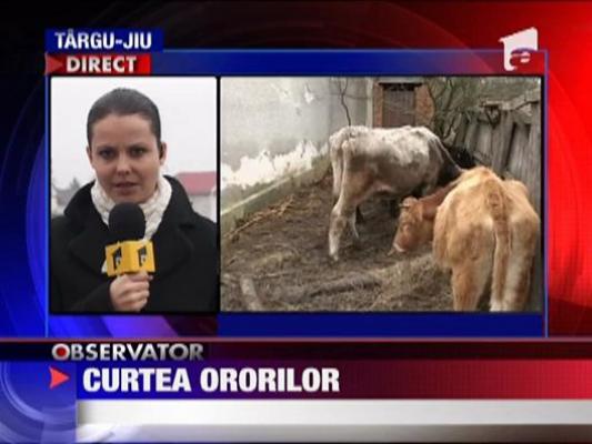 Cruzime fara limite in judetul Gorj