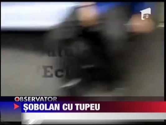Sobolan cu tupeu