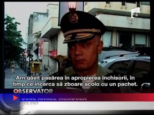 Porumbelul traficant de droguri