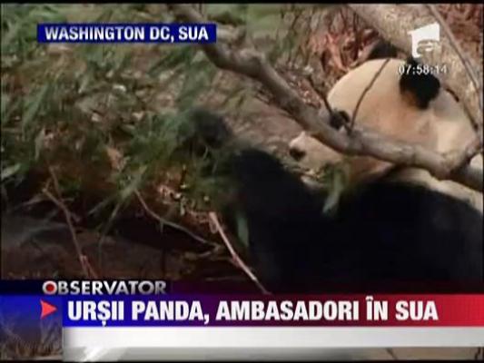 Ursii panda, ambasadori in SUA