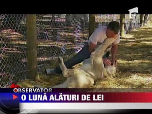 O luna in tarcul unei perechi de lei