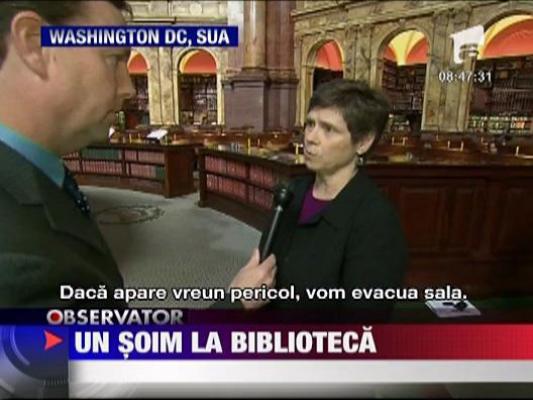 Un soim la biblioteca SUA