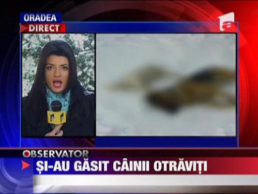 Mai multi caini au murit in chinuri groaznice