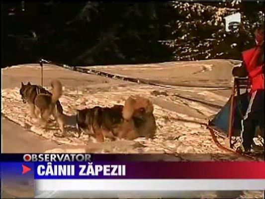 S-a dat startul primului concurs de atelaje trase de caini