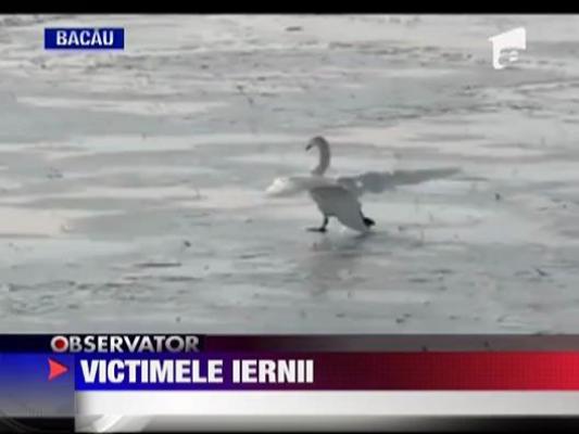 Lebada blocata in gheata