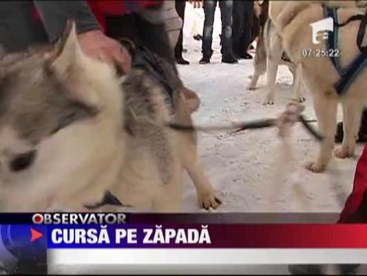 Cursa cu sanii trase de caini husky