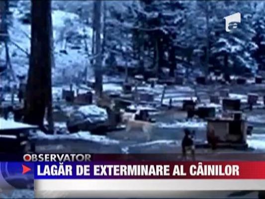 Lagar de exterminare a cainilor