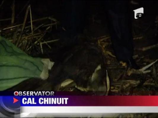 Cal tinut 2 saptamani fara mancare