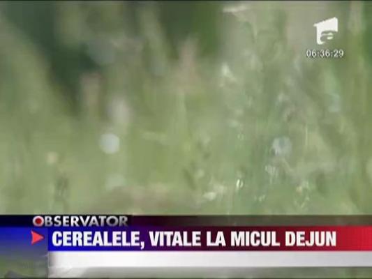 Felicia: Cerealele, vitale la micul dejun