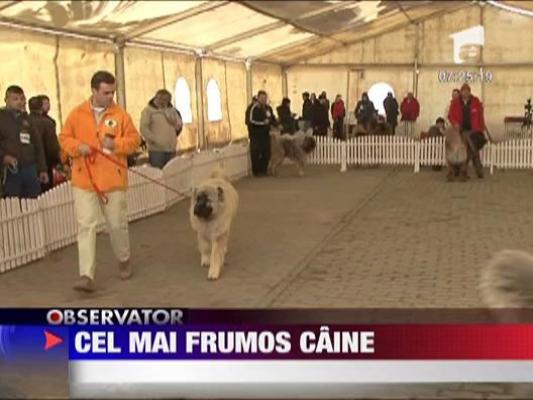 Concurs de frumusete canina