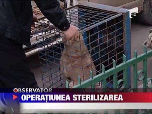 S-a dat startul sterilizarii cainilor fara stapan in Bucuresti