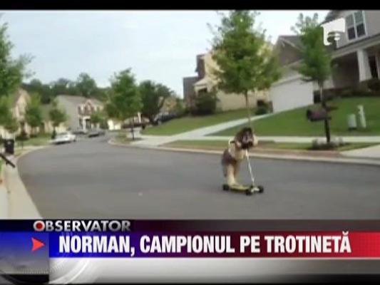 Norman, cainele campion pe trotineta