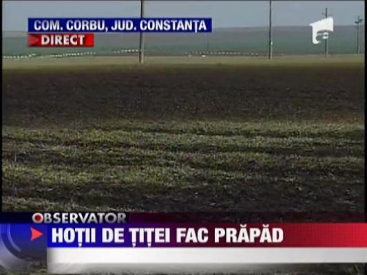 Hotii de titei au facut prapad in Constanta