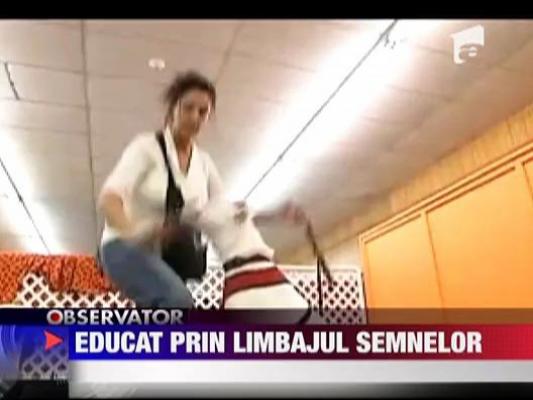 Caine educat prin limbajul. semnelor