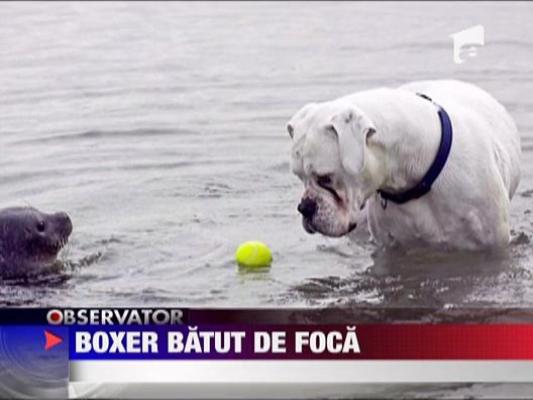 Boxer batut de foca