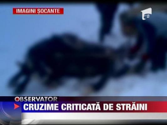 IMAGINI SOCANTE! Cal znopit in bataie de stapani