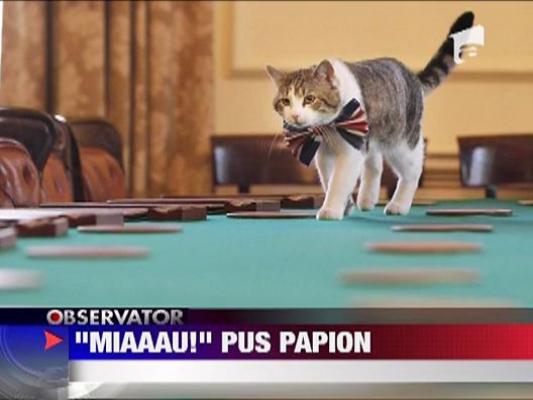 "Miaaau!" Pus Papion