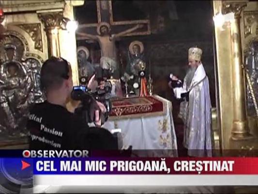 Cel mai mic Prigoana, crestinat la Constanta