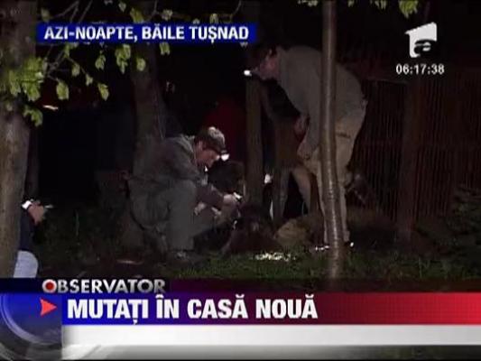 Ursi mutati intr-o casa noua