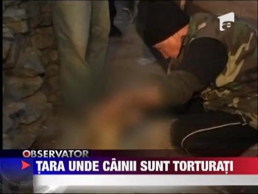 Crimele impotriva cainilor de la Botosani au socat o lume intreaga